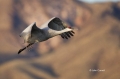 Sandhill-Crane;Crane;Grus-canadensis;Flying-bird;action;aloft;behavior;flight;fl